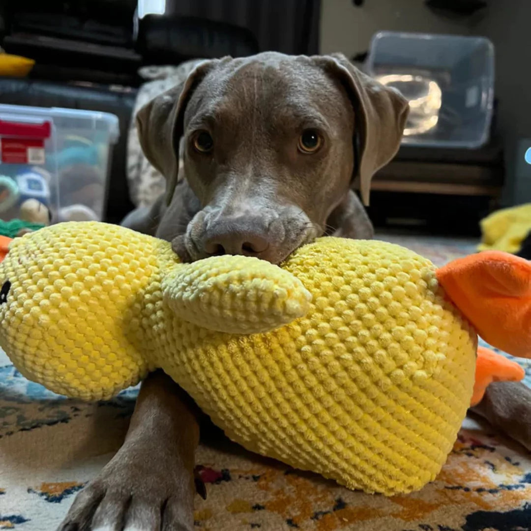 SnuggleQuack™ - Calming and Comfort Toy - XL